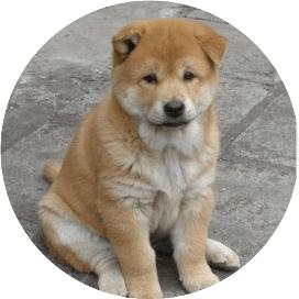 广西鸿业宠物有限公司