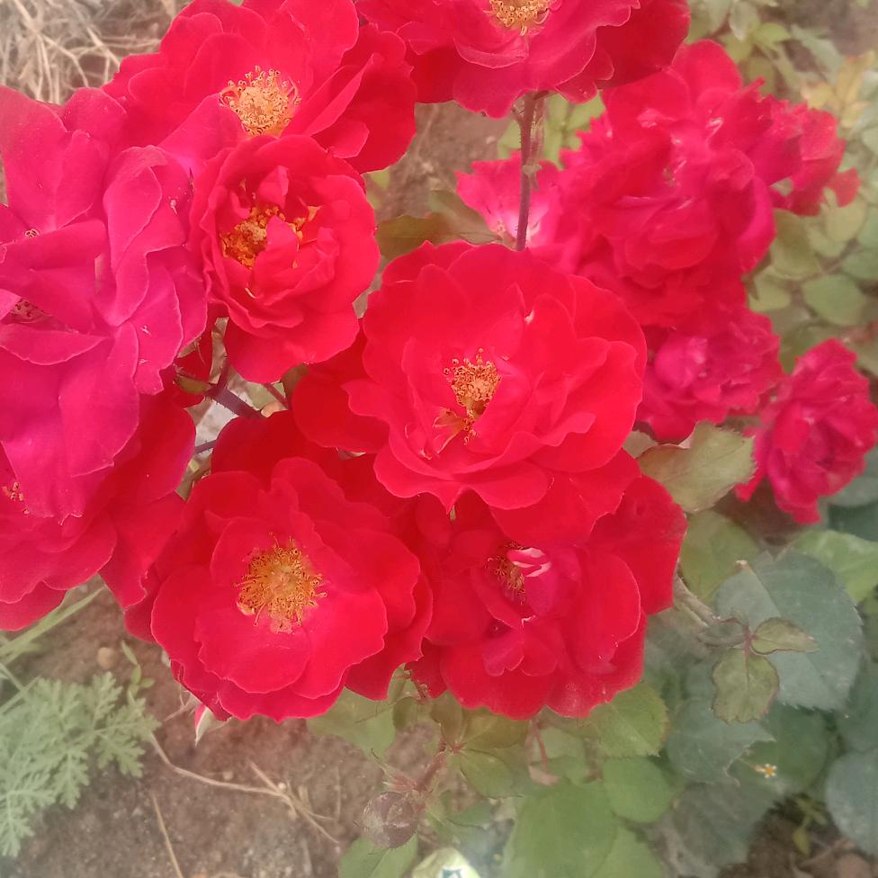 热当乡达吉果吉