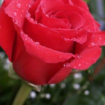 带刺的红玫瑰。