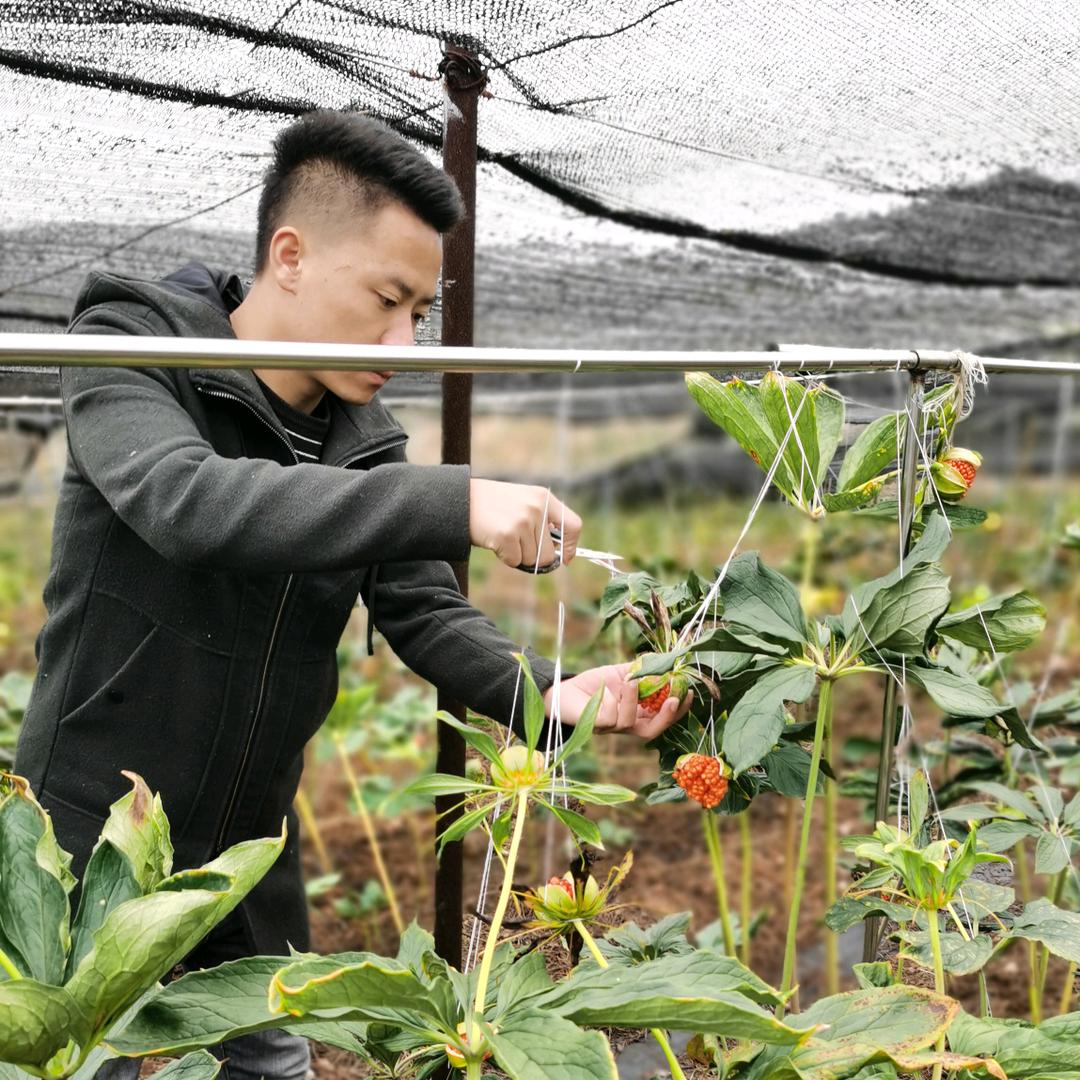 康泰农业中草药