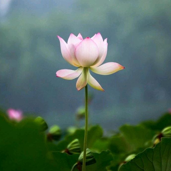 苏鑫坤
