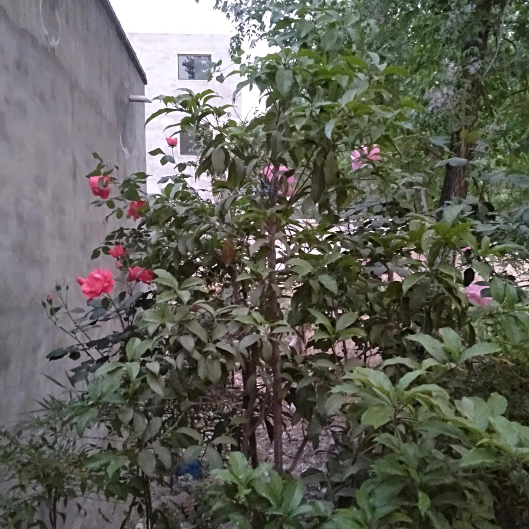 河南农民郭老三