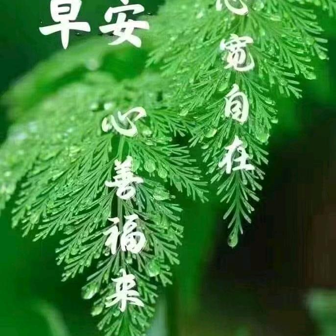 老林l