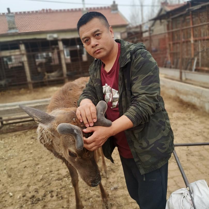 全哥鹿业（全国招代理）