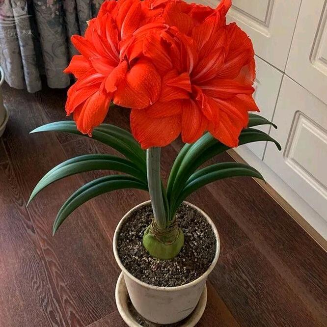 喜欢养花的袁姐