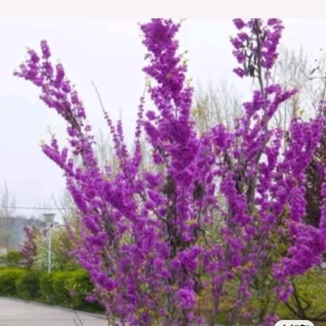 棉花糖，，，，