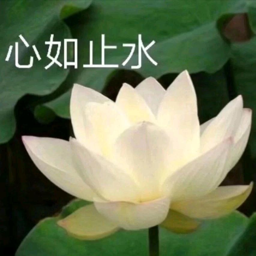花开又富贵儿