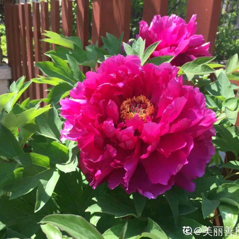雨后彩红