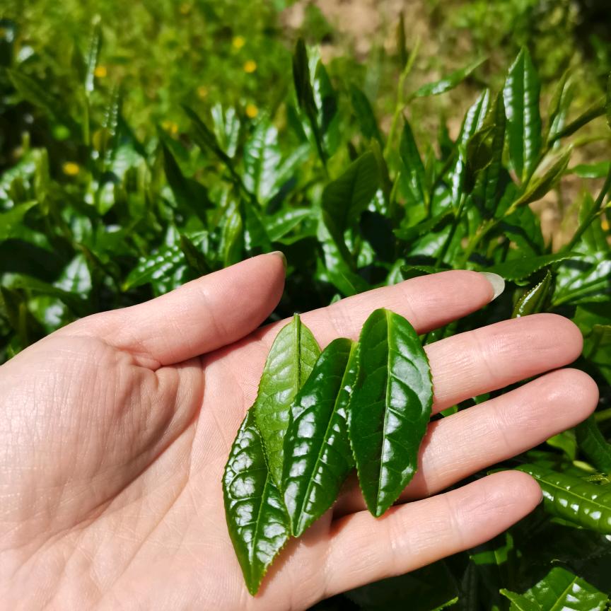 媛媛圈圈