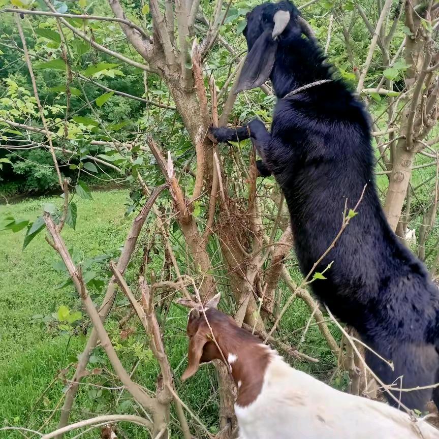 林子塆养羊场【小周】