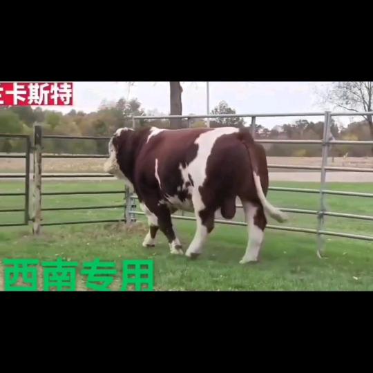 何磊专业配牛，配猪