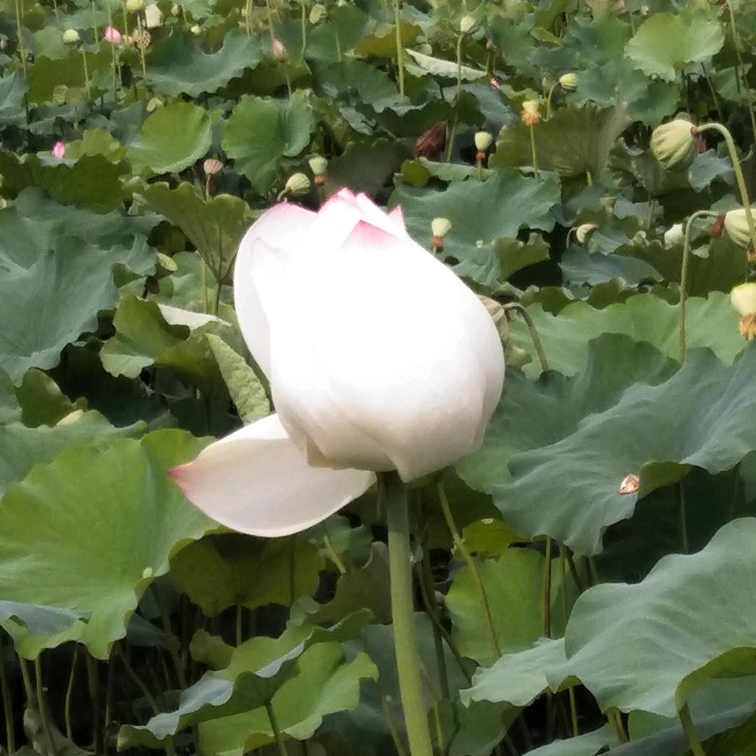 hello，顺其自然😘