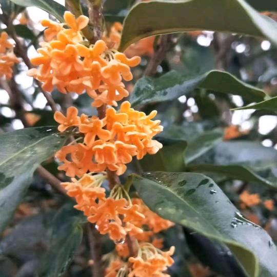 ♀♛ ♀🌼幸运女神🌼