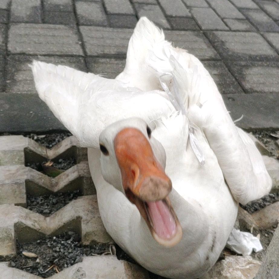 呃呃呃呃呃呃呃呃