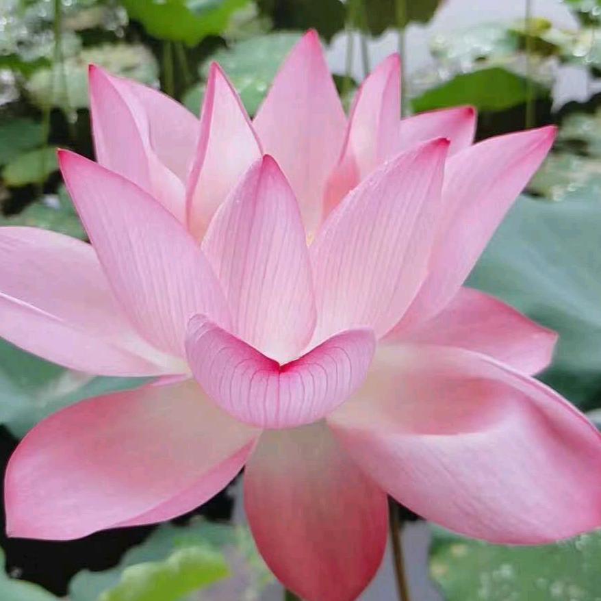 牡丹花