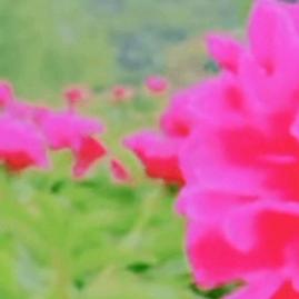 💞永远不变🌺