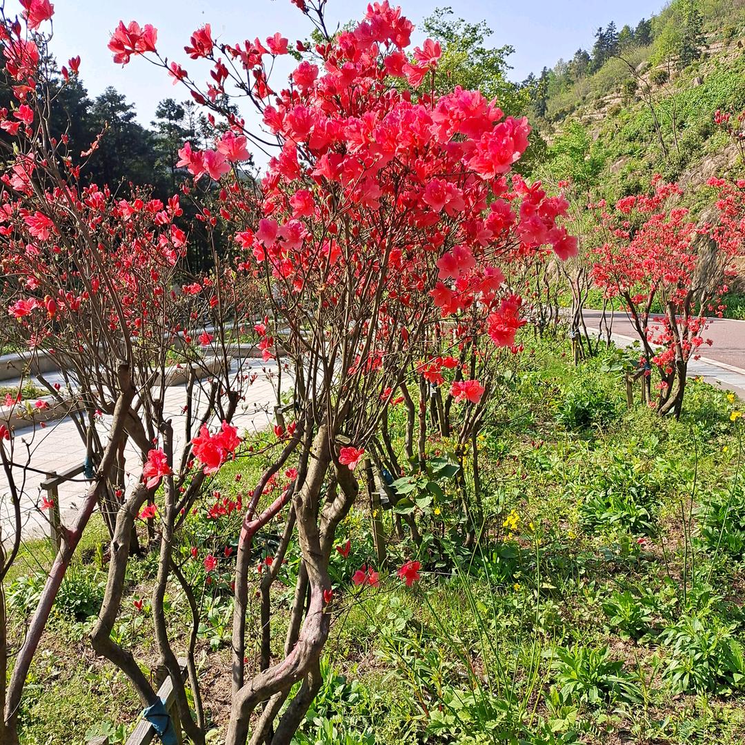 情非得已