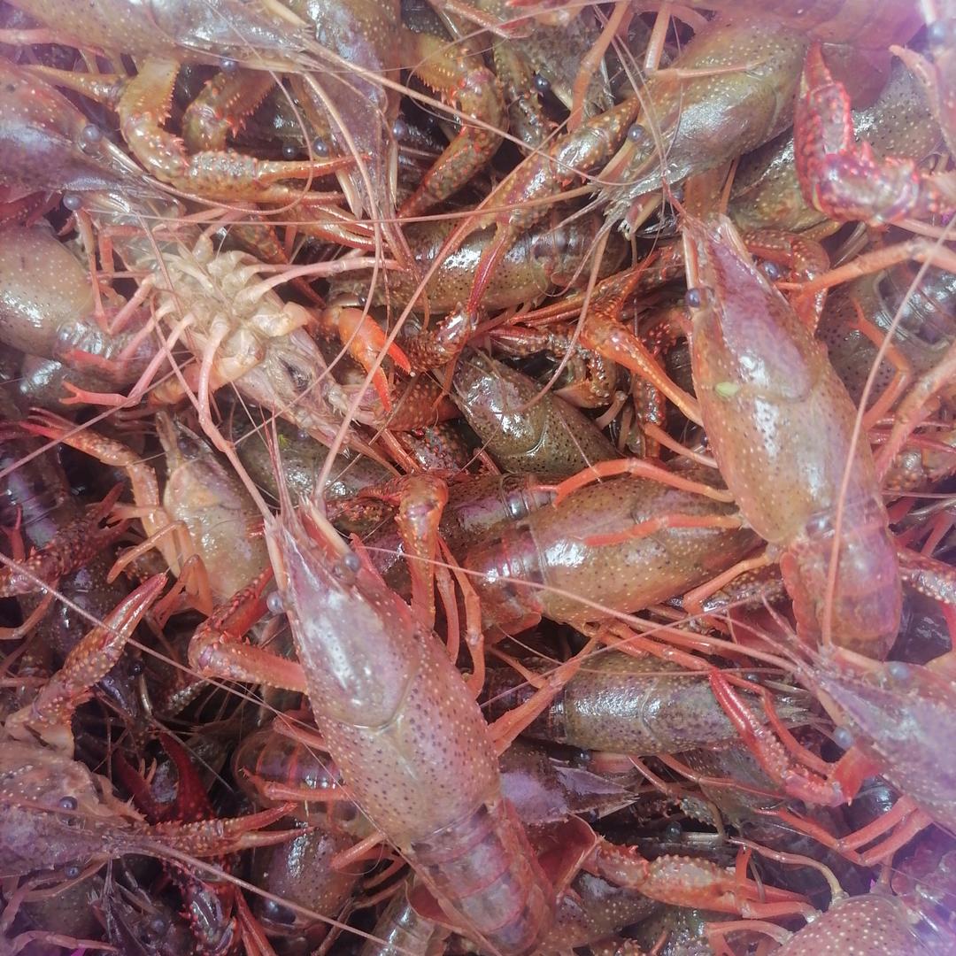 段氏小龙虾加工放钓