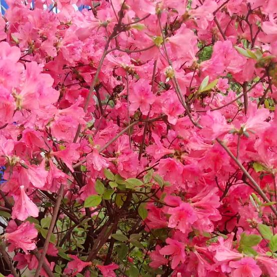 百花齐放