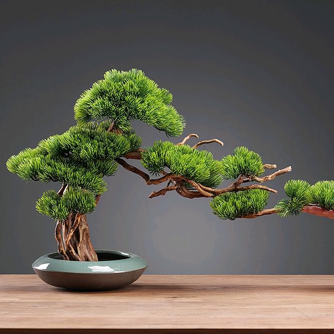婧心缘盆景