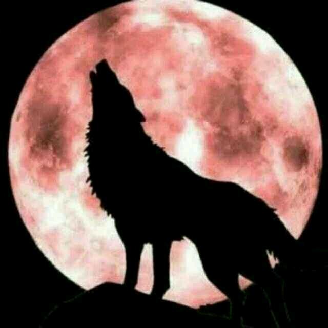 用户942277北方的狼王