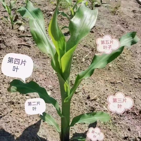 薄利农资有限公司