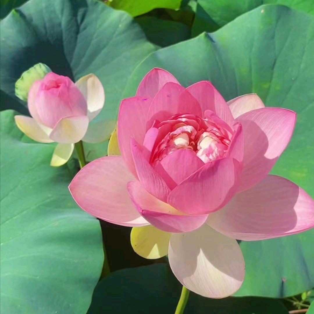 w棉花糖