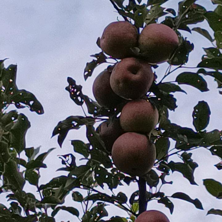 平静自然随缘🌿