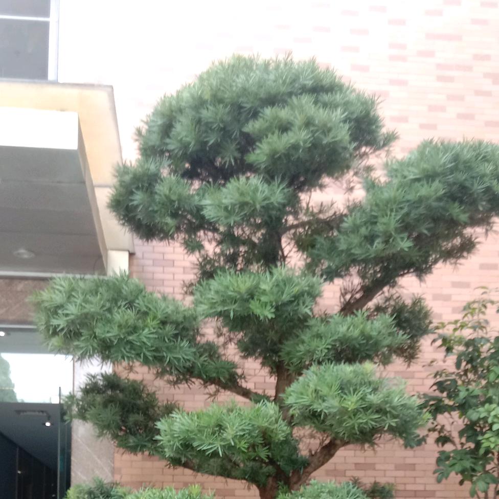 雷神1805