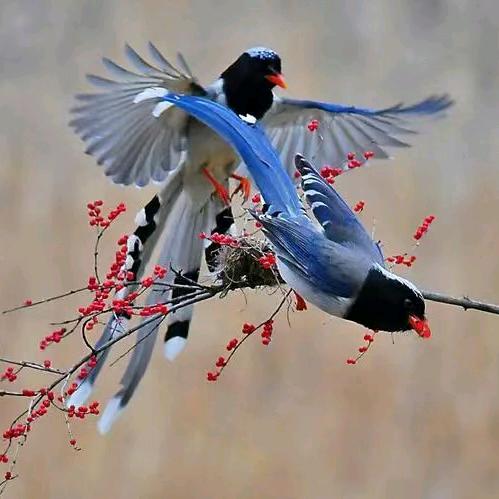 南乞爱小鸟，……