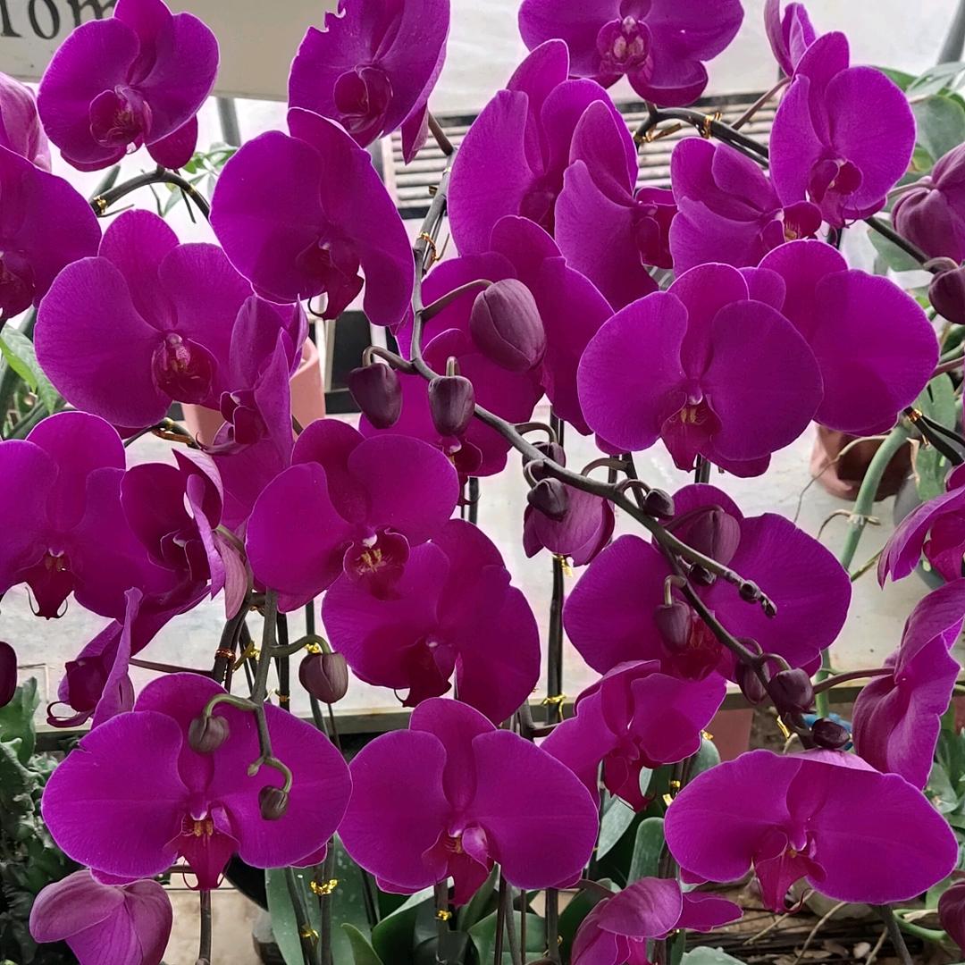 💞MsZhou🌹🌹🌹💓💓