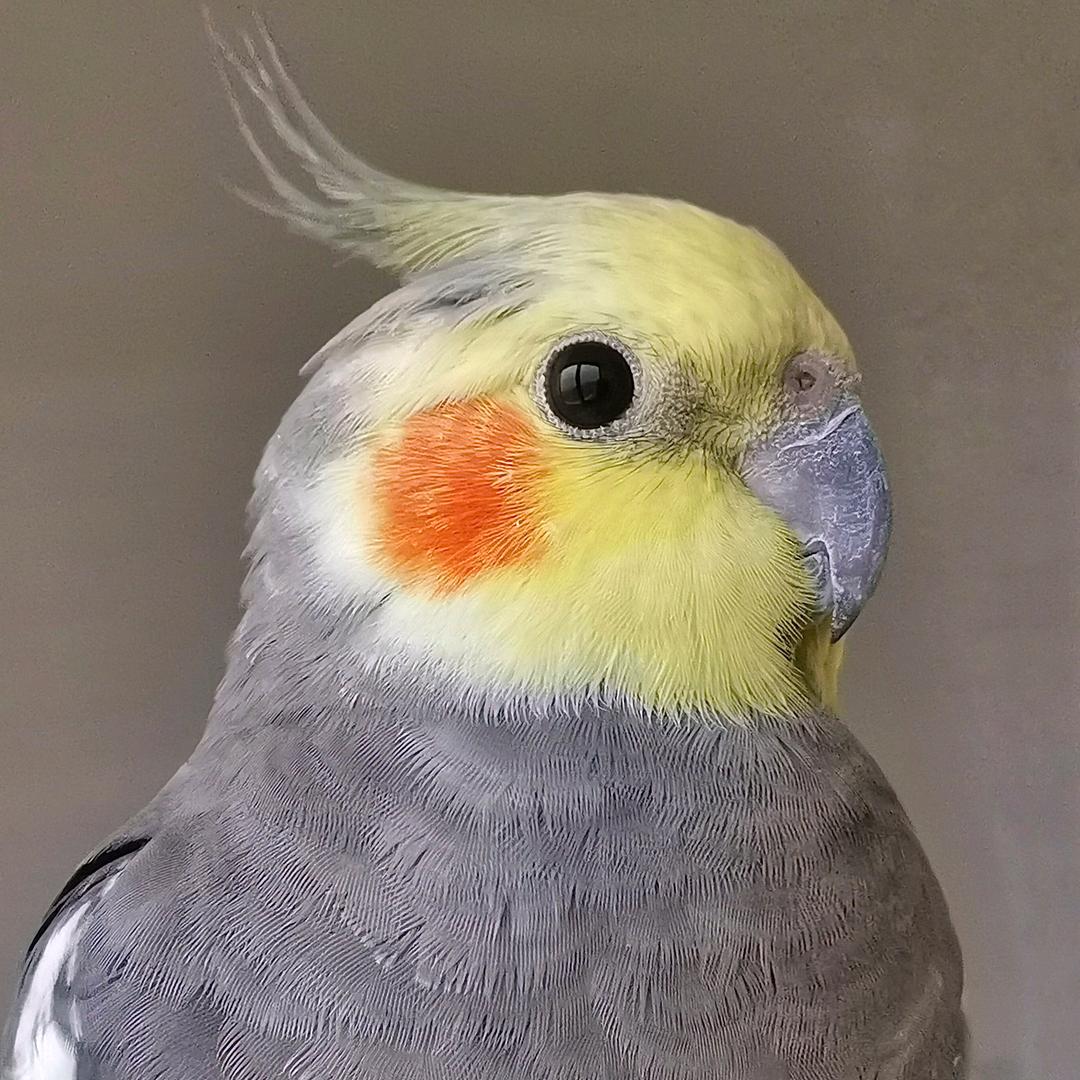 会说话的玄凤～小灰灰