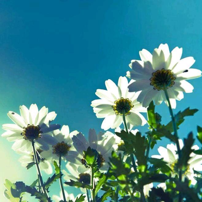 芸