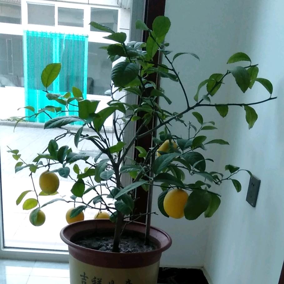风彩依旧