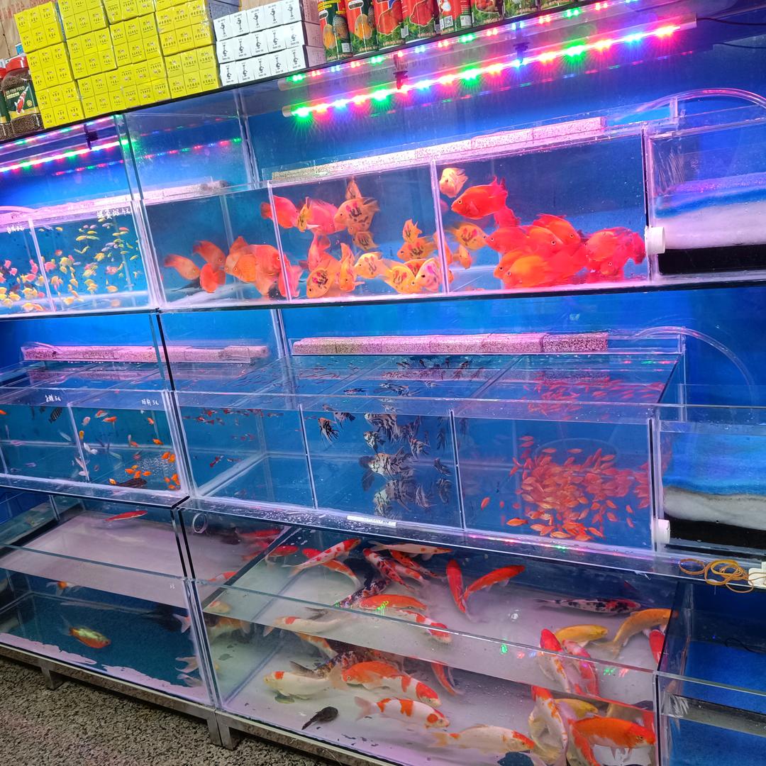 千语海星
