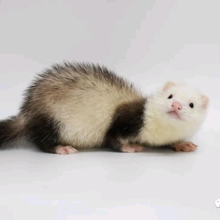哈士貂