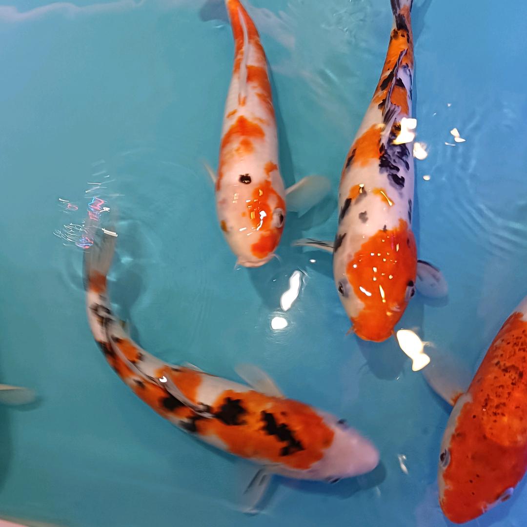 生活不易啊，，，，，