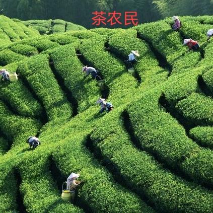 茶农民
