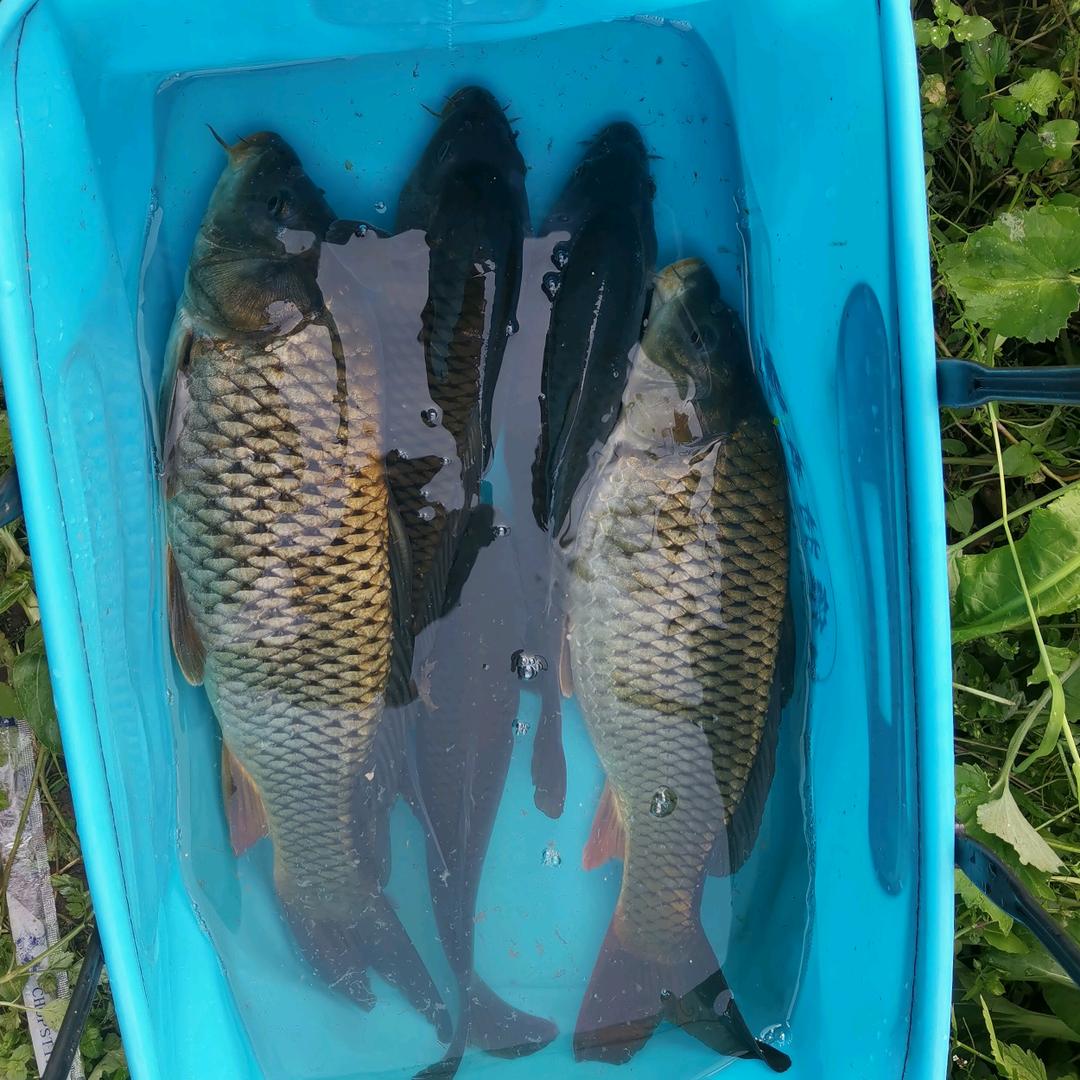 有那么一个钓鱼佬