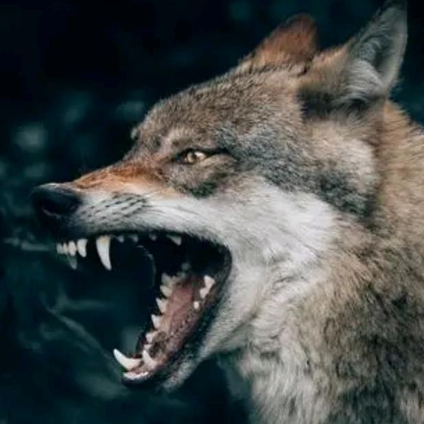 蔬菜悍卒（小卒已过河，勇者无敌）