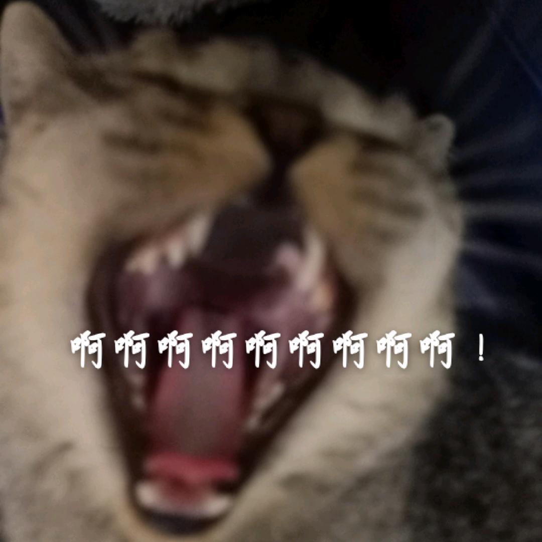 修猫咪焦焦ฅ(̳•·̫•̳ฅ)♡