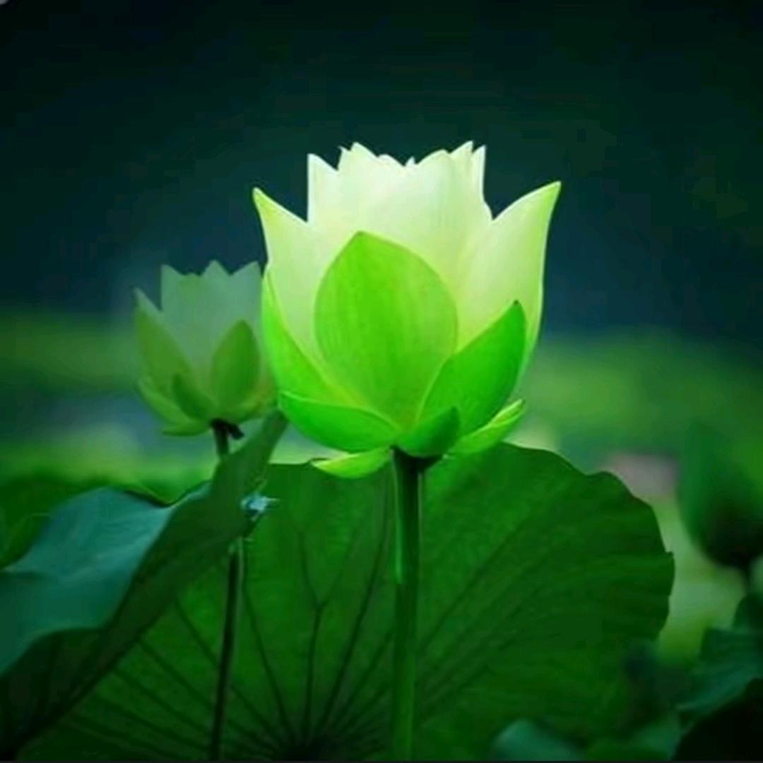德水莲心