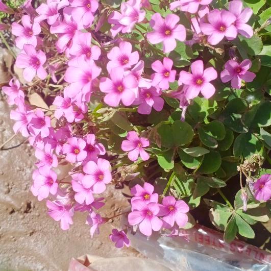 我是莉莉