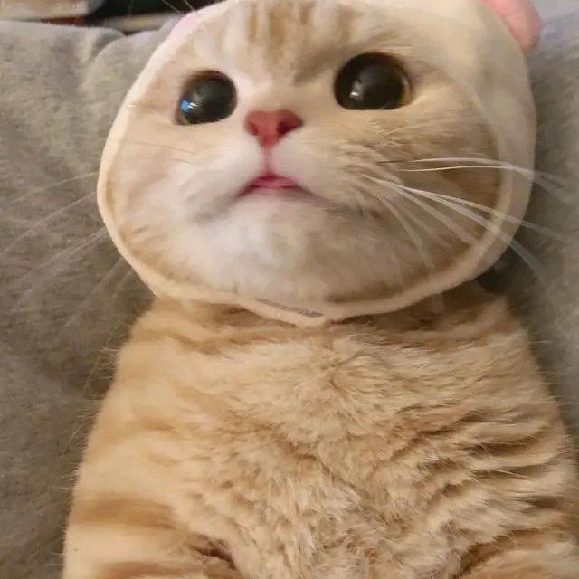 大概我是疯了吧