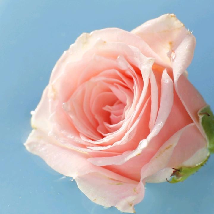 佛前莲花