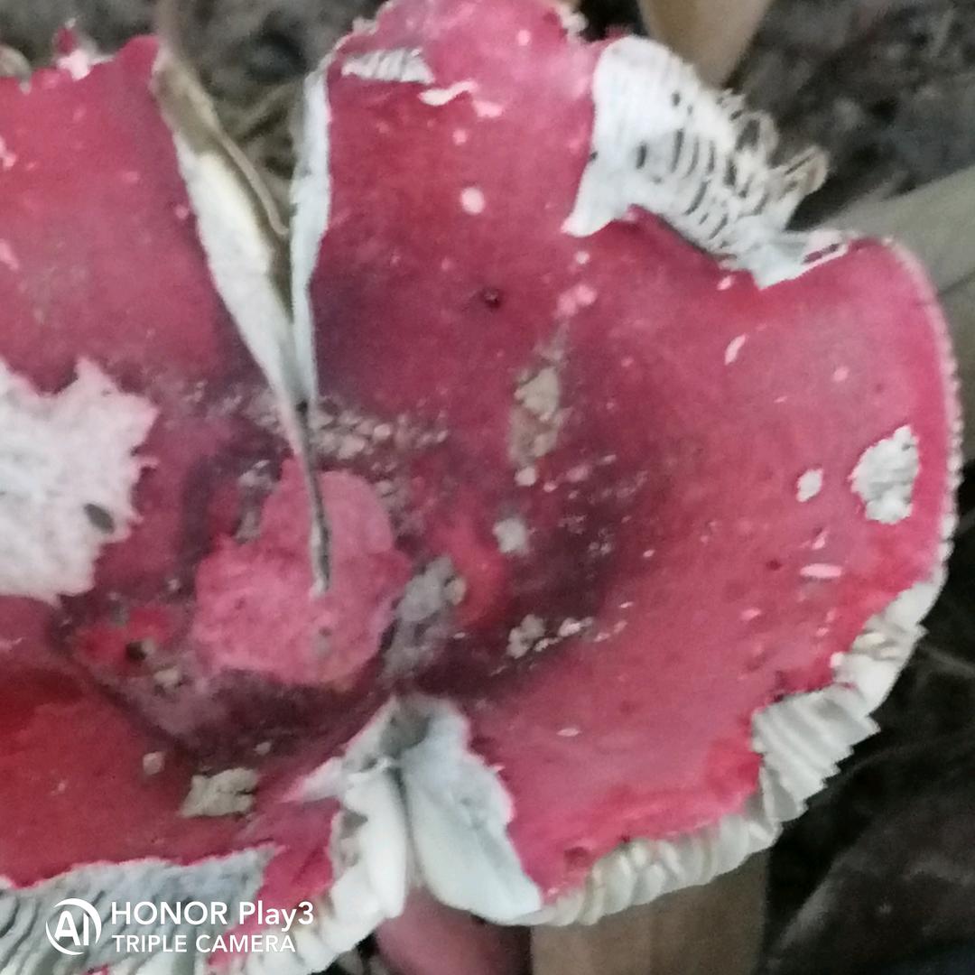 多碰杯，常见面