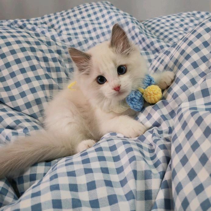 🌈翻肚猫十一