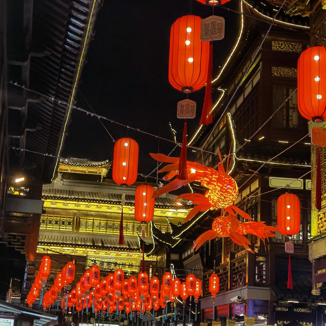 白河乌桕