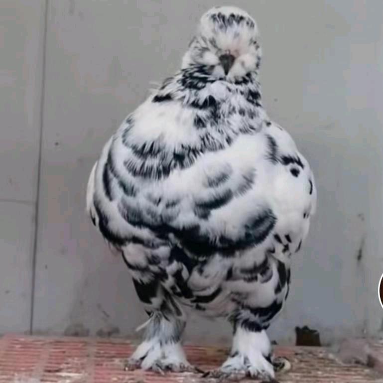圆环鸽