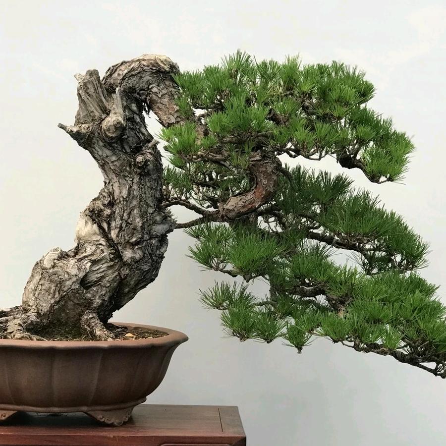 惠艺盆景